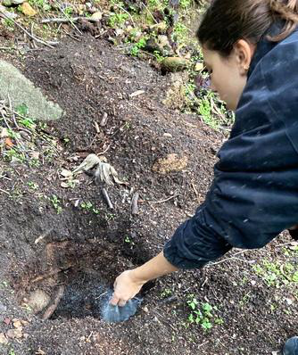 Photo 2: The first application of Agnihotra ash inside the holes took place on June 21, 2025, with approximately one handful of Agnihotra Ash applied to each hole.