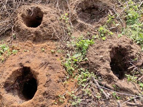 Photo 1: The planting holes, dug using the Miyawaki method.