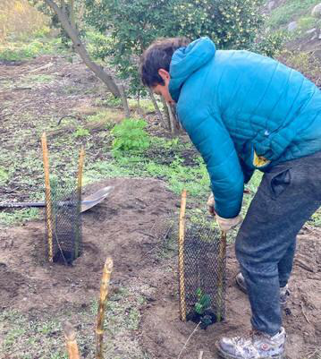 Photo 5: Once planted, the saplings were protected with plastic netting and coligüe sticks, specifically to keep rabbits away. In total, 340 native honey-producing species from Chile’s sclerophyllous forest were planted.
