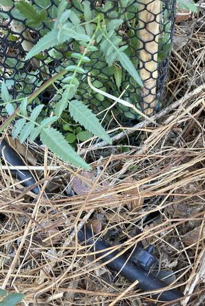 Photo 6: On October 27, as summer and the heat were already setting in in Chile, the drip irrigation system was installed. In the central region, we can experience extremely dry summers, with 7 to 8 months without rain.
