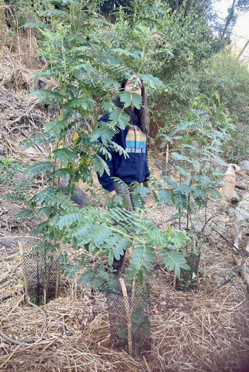 Photo 8: Height 2.20 m, April 2026.